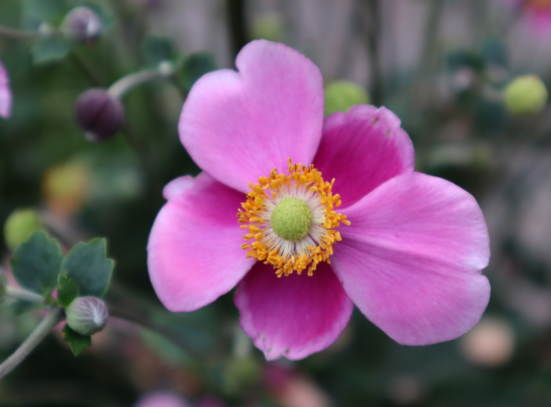 Herbst-Anemonen